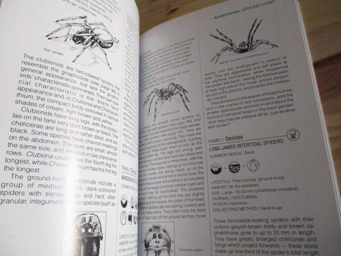 Southern African SPIDERS - An Identification Guide