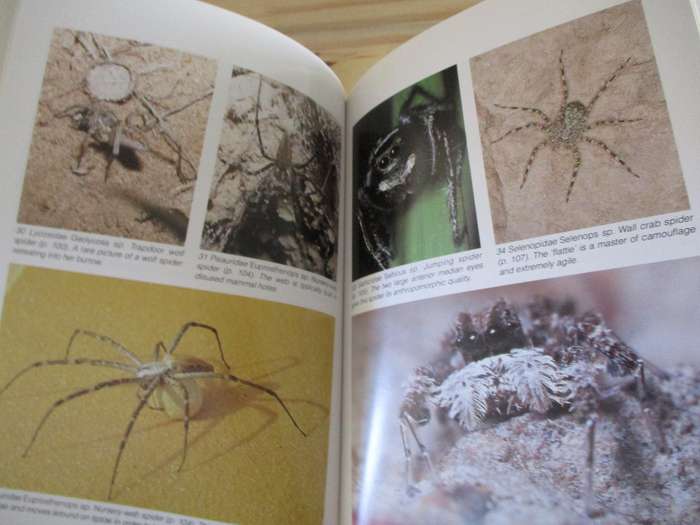 Southern African SPIDERS - An Identification Guide