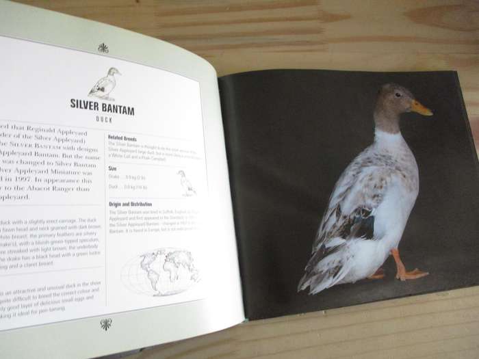 Beautiful Ducks - portraits of champion breeds