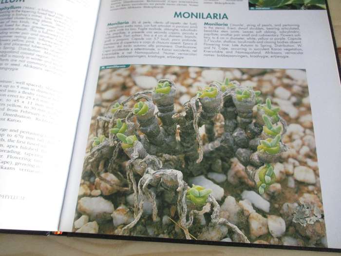 VYGIES - GEMS OF THE VELD. A Garden and Field Guide to the South African Mesembs