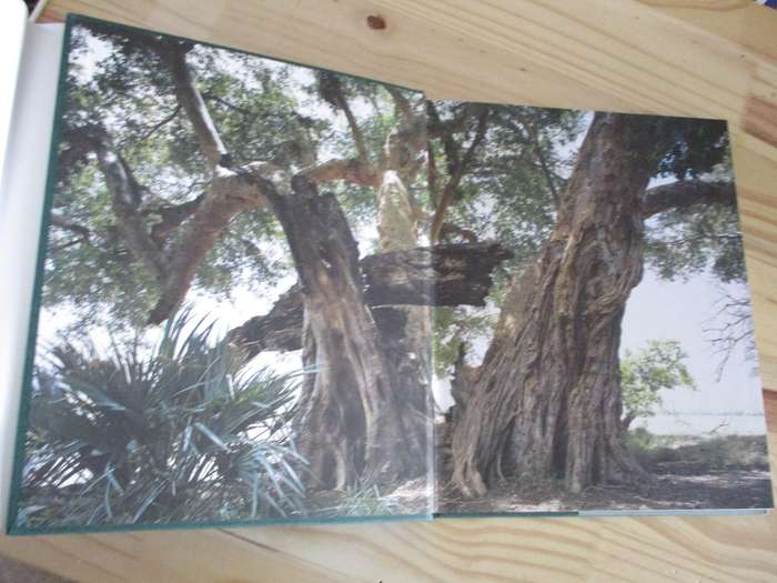 In Search of Remarkable Trees - On Safari in Southern Africa. By Thomas Pakenham