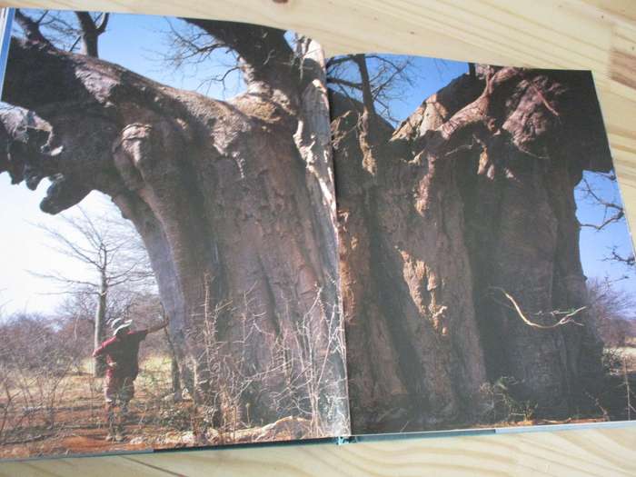 In Search of Remarkable Trees - On Safari in Southern Africa. By Thomas Pakenham