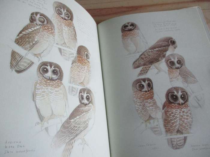 The Owls of Southern Africa
