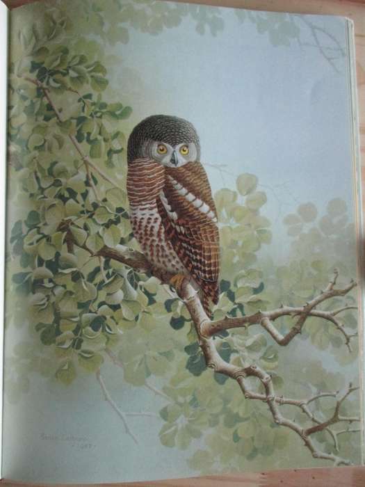 The Owls of Southern Africa