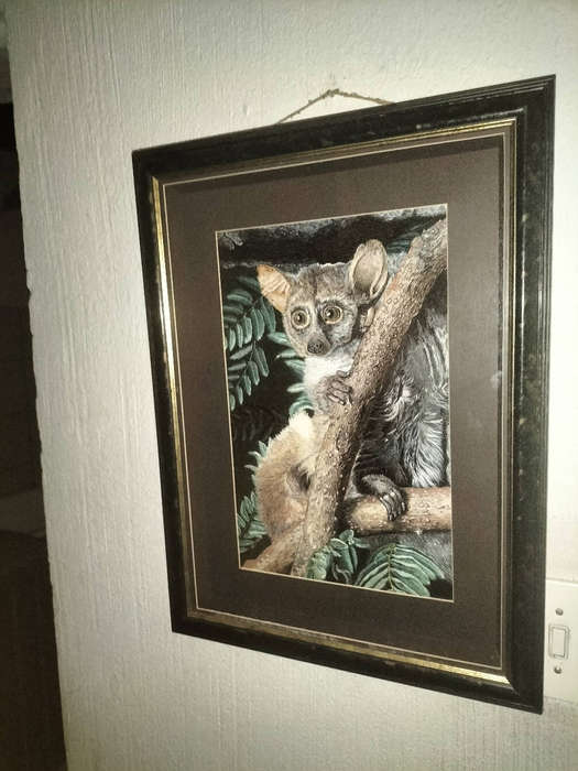Vintage Hand-Stitched Bushbaby Tapestry  Signed SK  Framed