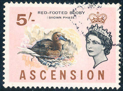 Ascension - 1963 - Bird Defins - 5s (Red Footed Booby) (Brown Phase) fine used . SG 81 .