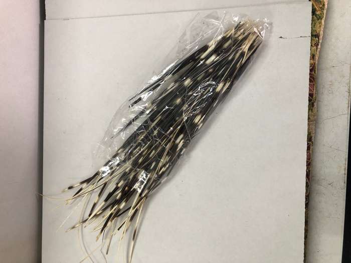 Porcupine Quills for art and decorations 1