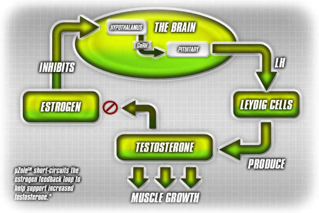 Estrogen Feedback Loop Diagram