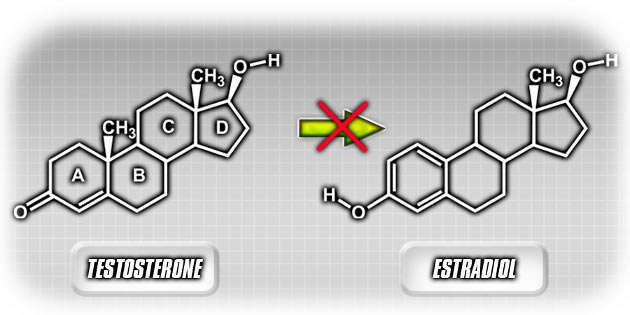 Testosterone->Estradiol Diagram