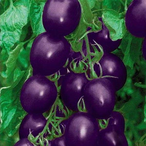 20 Seeds Purple Cherry Tomato Organic Fruit Vegetable Plant