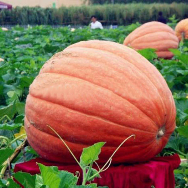 Giant Pumpkin Organic Garden Sweet Greens Vegetables Grow Huge 5 Seeds
