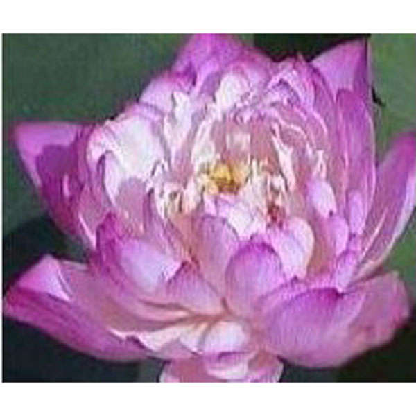 10Pcs Bright Pearl Lotus Seeds