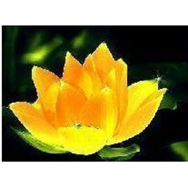 10Pcs Golden Bowl Lotus Seeds