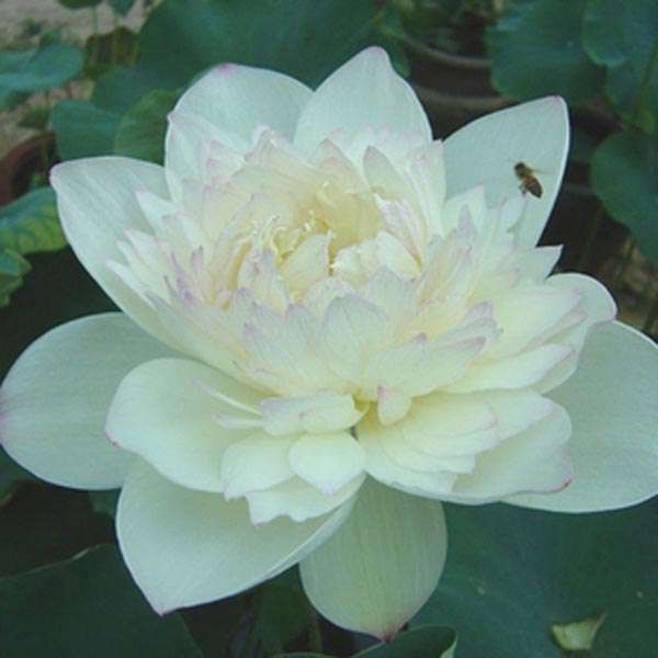10Pcs White Bowl Lotus Seeds