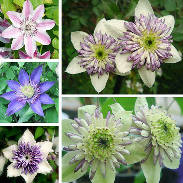 50pcs Mixed Color Clematis Florida Seeds Garden Herbaceous Climber Plant