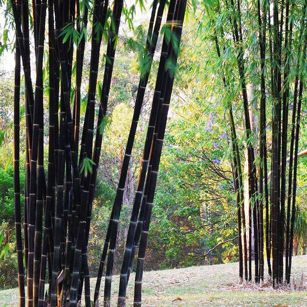 100pcs Garden Black Bamboo Seeds Courtyard Phyllostachys Nigra Plants