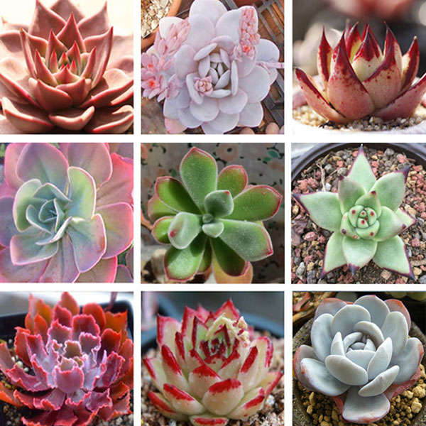 10pcs Mixture Echeveria Succulent Plants Seeds Garden Crassulaceae Perennial He