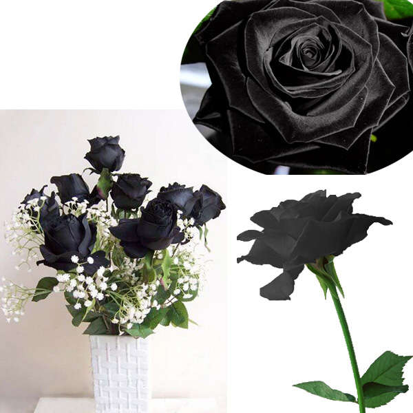 20 Black Rose Flower Rose2 Seeds