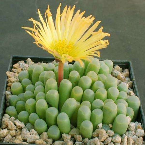100pcs Fenestraria Aurantiaca Seeds Garden Succulent Plants Potting