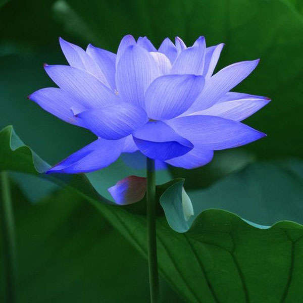 10Pcs Sapphire Lotus Seeds