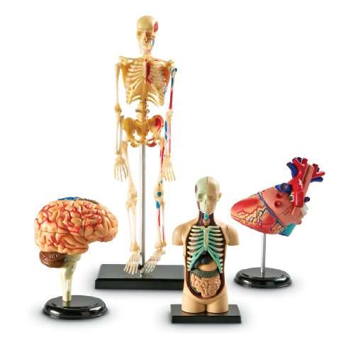 Learning Resources Anatomy Models Bundle Set