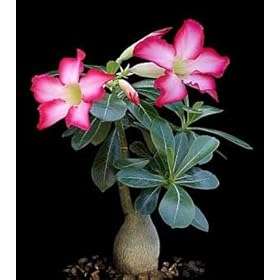 Adenum Obesum