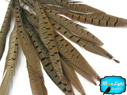 Feathers, Pheasant Feathers - 10-12" Natural Ringneck Pheasant Tail Feathers - 10 Pieces