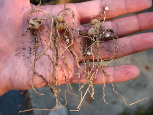 Image result for eriospermum paradoxum