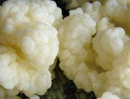 Milk Kefir Grains