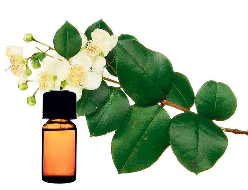 Bay Essential Oil 10ml  100% Pure, Undiluted