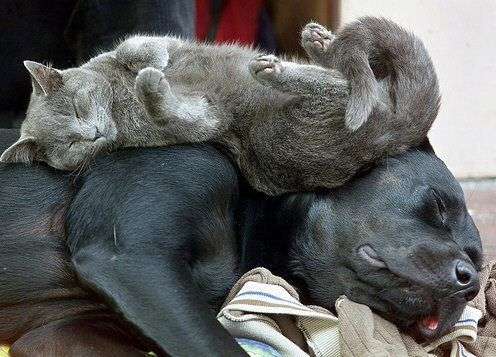 Funny Sleeping Cat and Dog