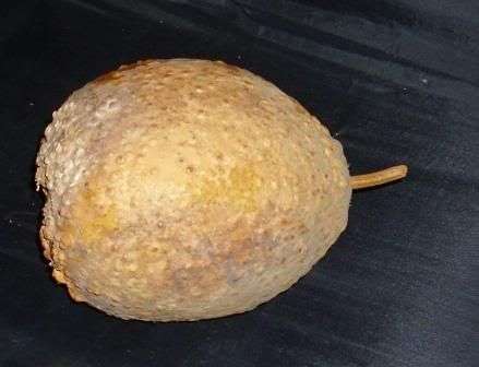 African Rattle - Baobab