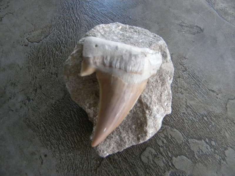 Fossilised Shark Tooth - Otodus Obliquus