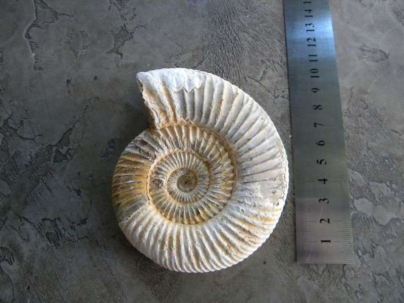 fossil ammonite