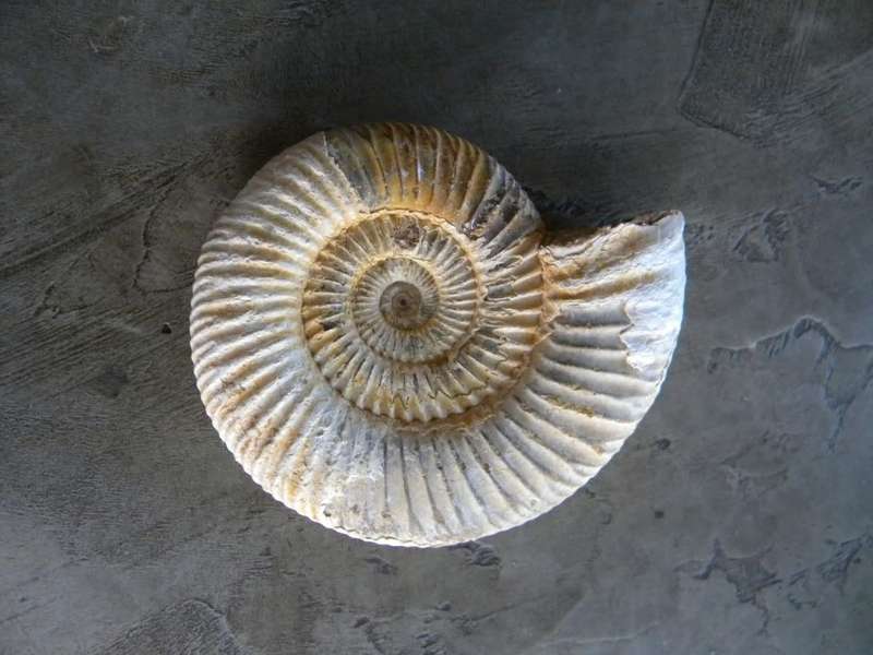 Ammonite Fossil