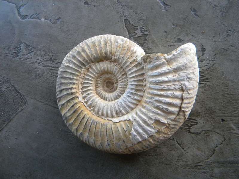 Ammonite Fossil
