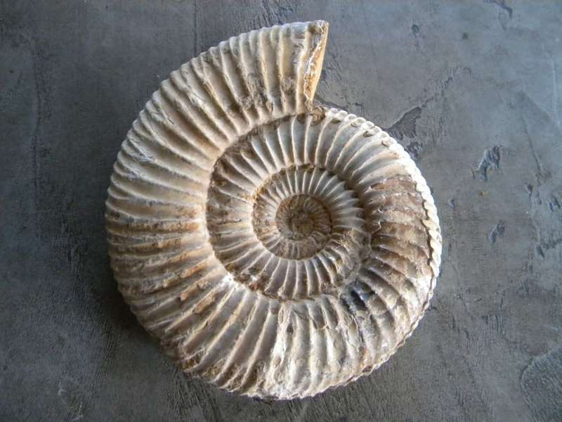Ammonite Fossil