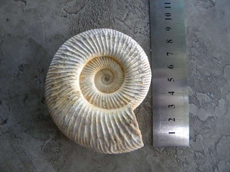 fossil Ammonite