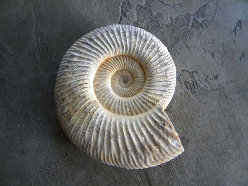 Ammonite Fossil