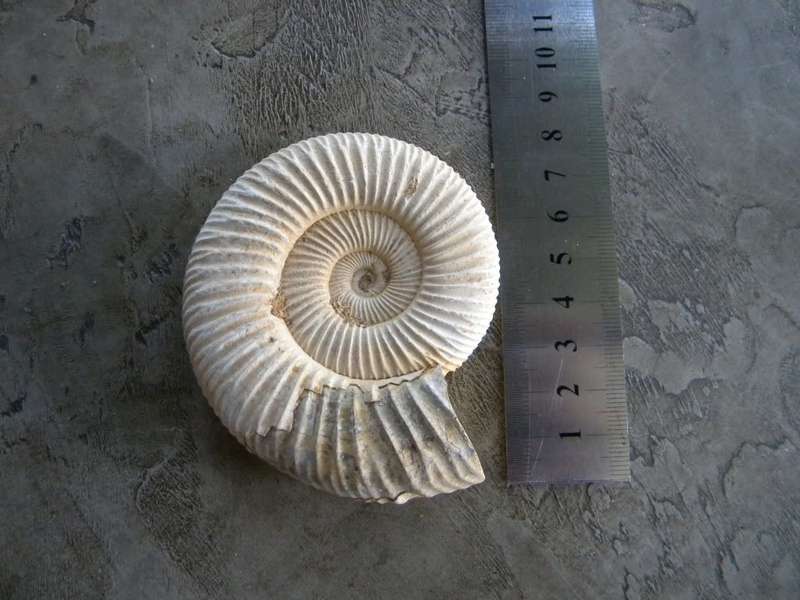 Fossil Ammonite