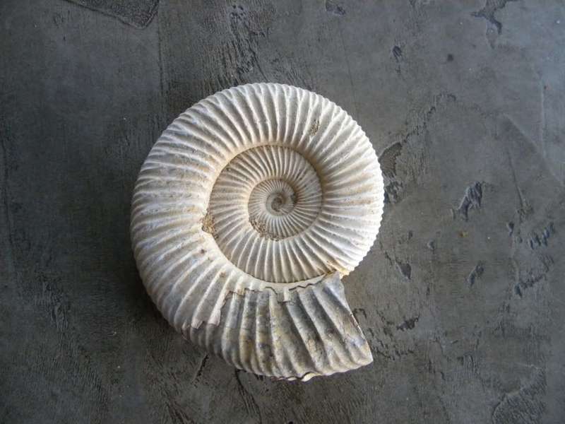 Ammonite Fossil