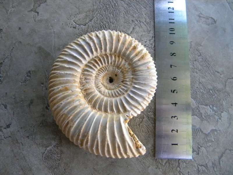fossil Ammonite