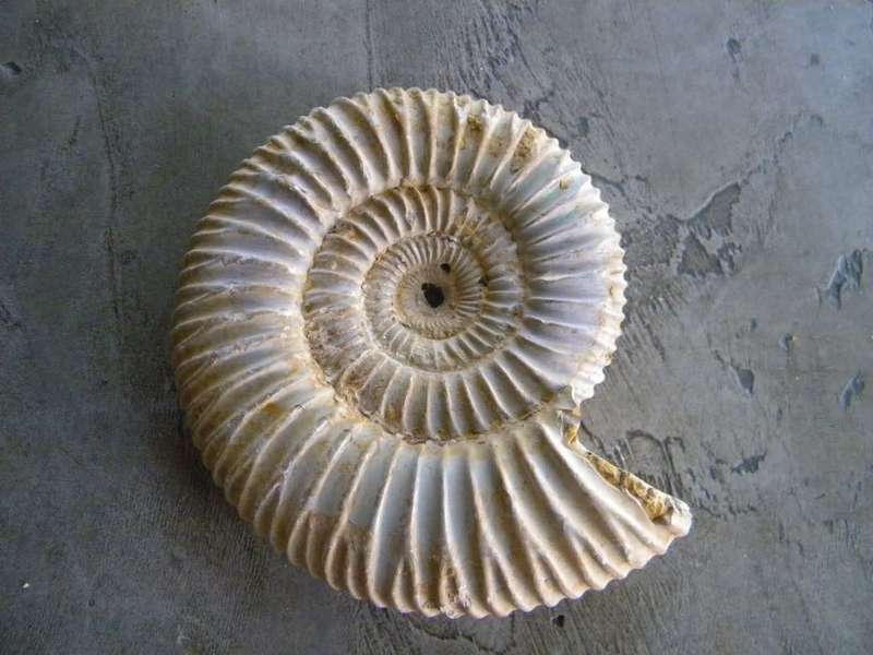 Ammonite Fossil