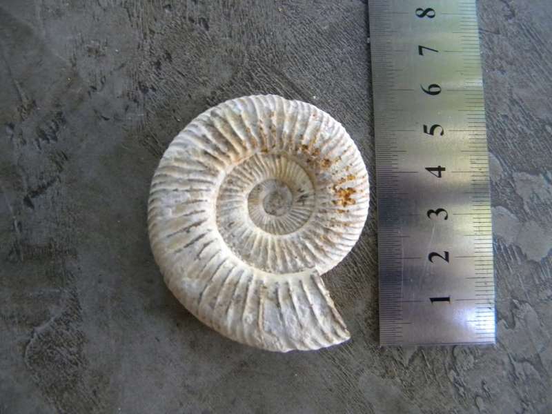 fossil Ammonite
