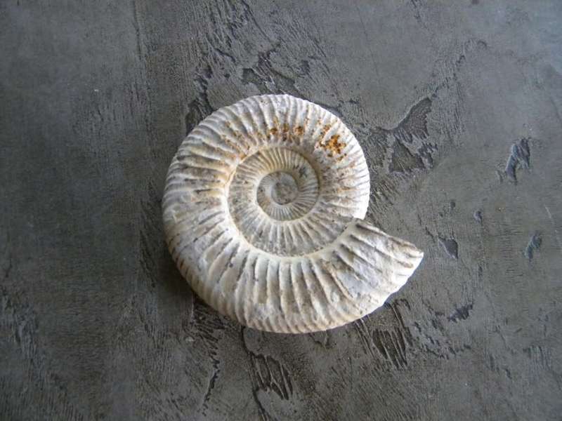 Ammonite Fossil