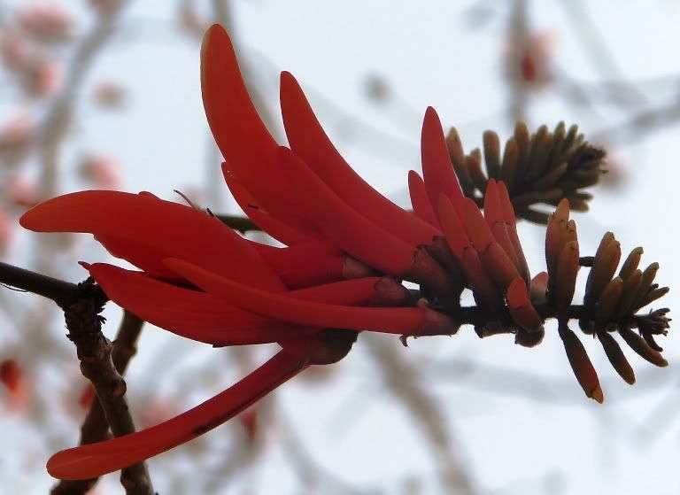 Sacred Coral Tree (Erythrina lysistemon) Seeds