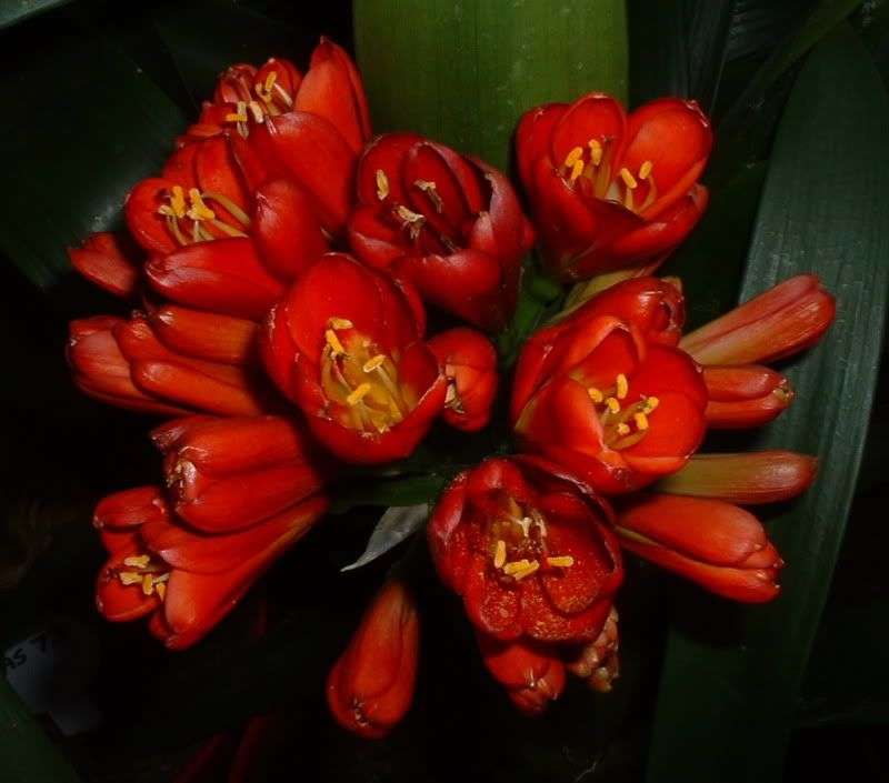 Clivia Coromandel Seeds