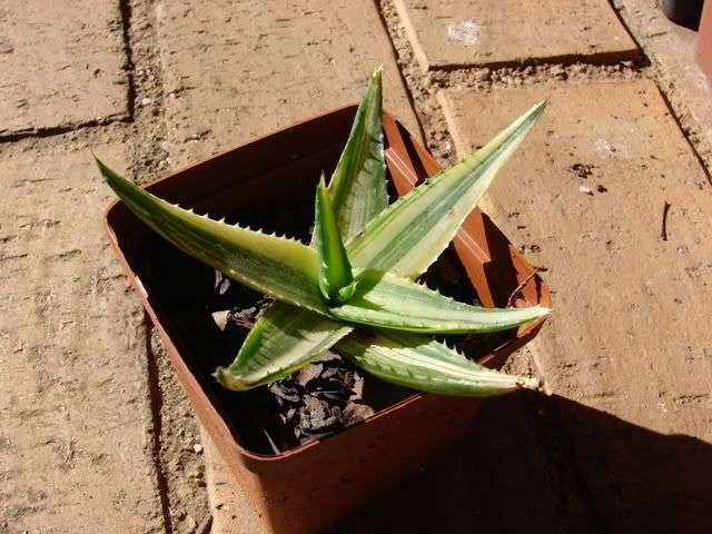 VARIEGATED Aloe maculata