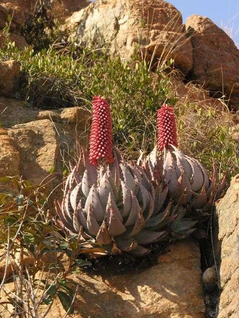 10 Aloe peglerae + 2 more for FREE with postage and packaging INCLUDED!!