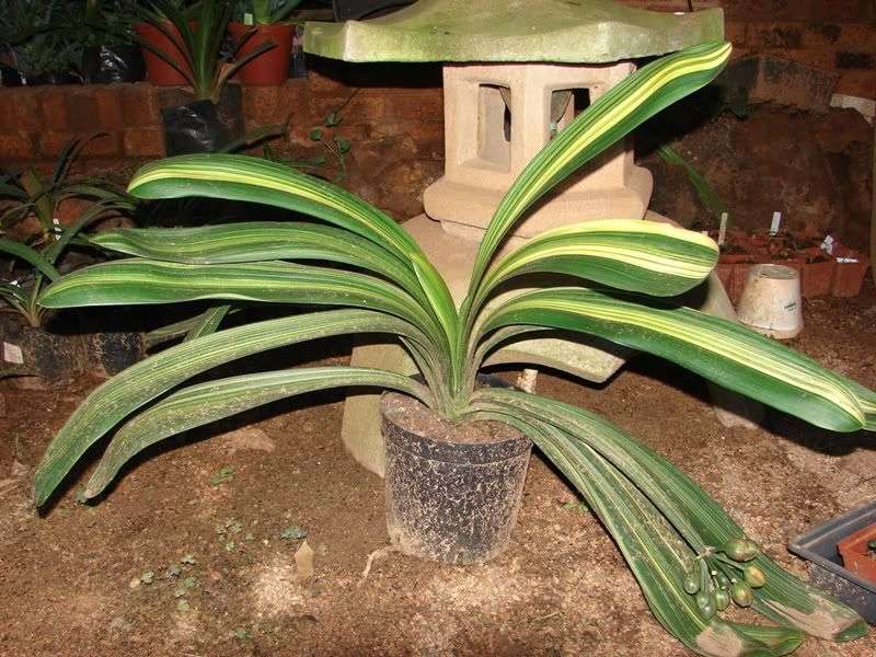 Clivia miniata "Variegated" Seeds